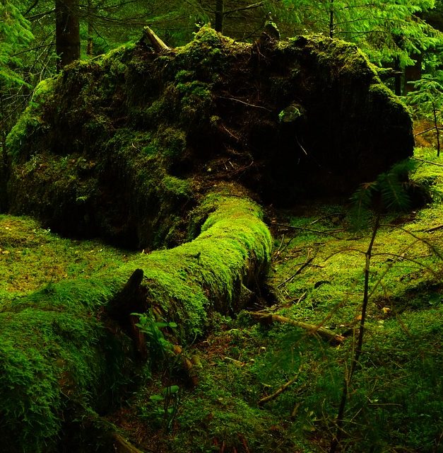 B(r)uchstücke der Literatur XXIII-In der grünen Farbe glänzen, ist die erste Wahl der Welt…